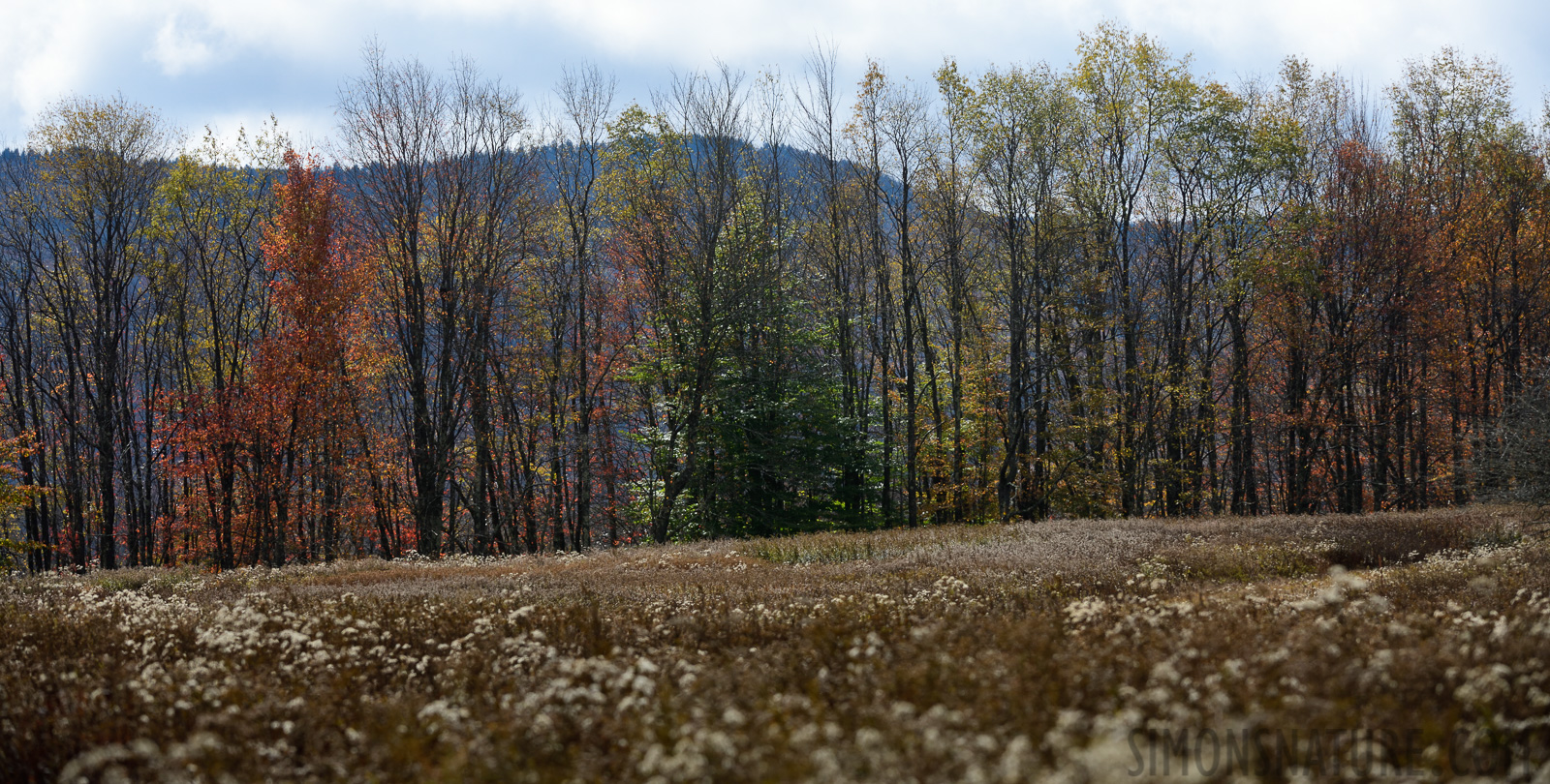 West Virginia [200 mm, 1/1250 Sek. bei f / 8.0, ISO 400]